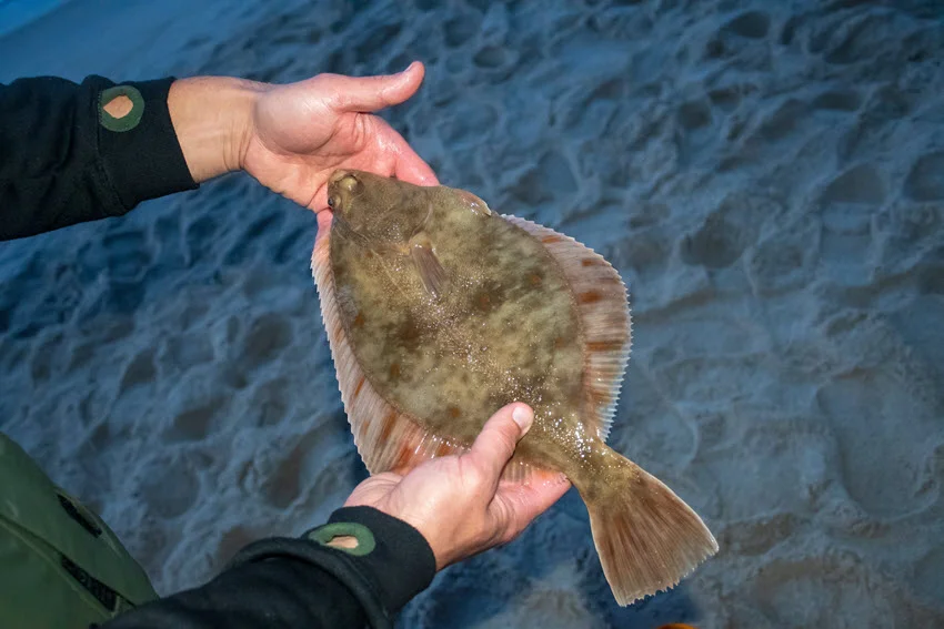 A view of an angler holding a Flounder in his hands while standing on a sandy beach.