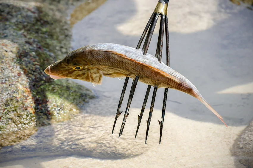 A focused shot of a fish speared with the gig, highlighting the details of the fish and the tip of the gig.