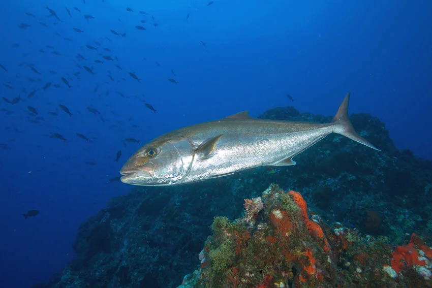 Greater Amberjack Season in Florida: Rules, Tips, and Best Times.