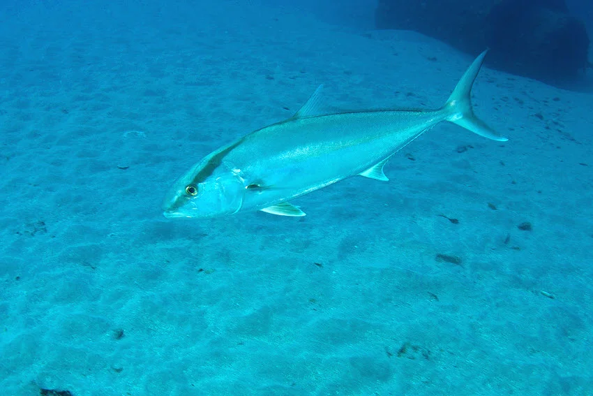 Amberjack swimming over a sandy bottom near an artificial reef, showcasing its streamlined body, natural coloration, and calm movement in clear underwater conditions.