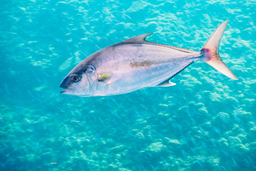 Beautiful Greater Amberjack swimming in stunningly clear water, showcasing its sleek body, natural colors, and graceful movement.