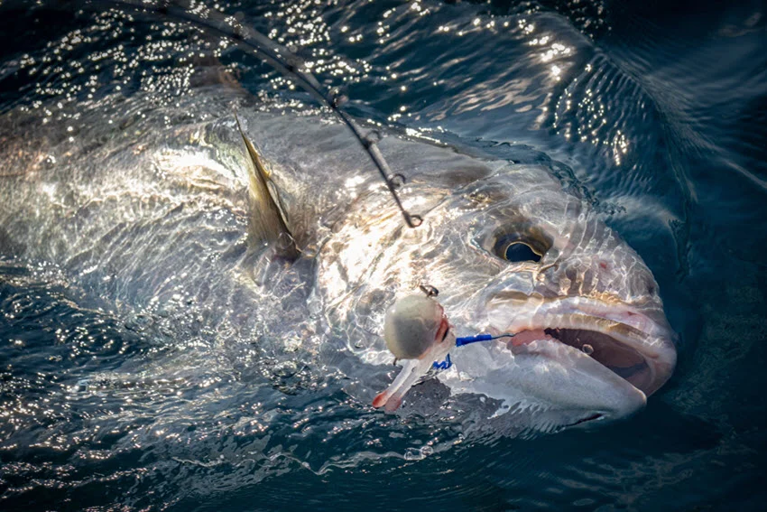 Greater Amberjack caught on a hook rising toward the surface, highlighting its powerful body, shimmering scales, and dynamic movement in the water.