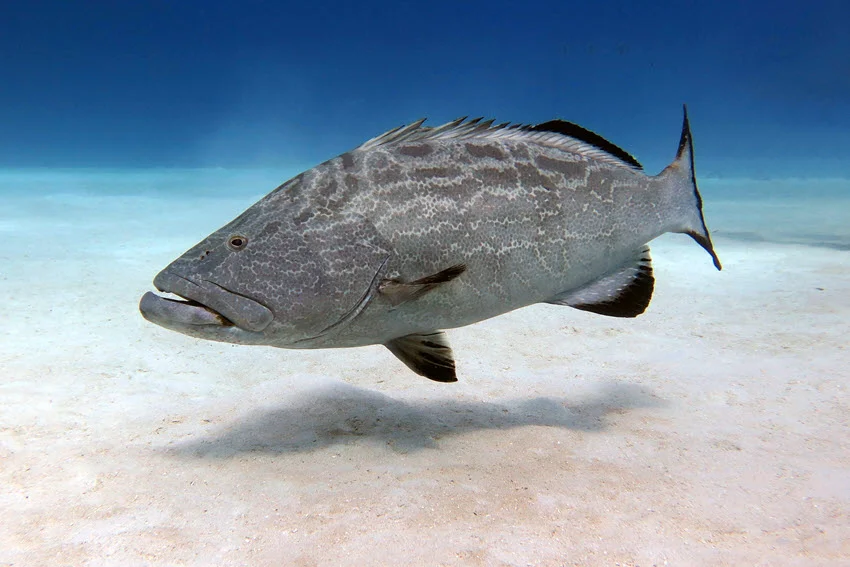 Grouper Fishing: The Angler's Guide