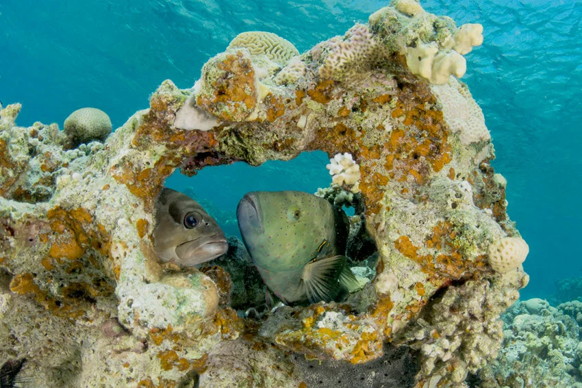 A Broomtail Wrasse swimming alongside a small Grouper at the vibrant coral reef of the Red Sea, showcasing the diverse marine life.