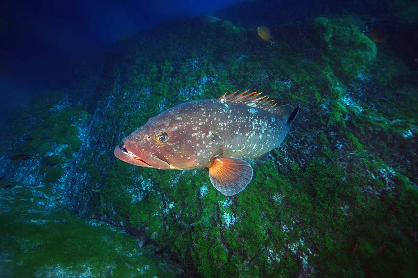 Dusky Grouper (Epinephelus marginatus) resting near a rock covered with green algae, in its natural rocky reef habitat.