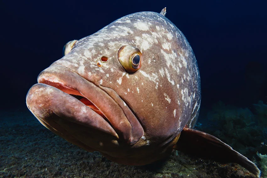 Dusky Grouper (Epinephelus marginatus) from the Mediterranean Sea, showcasing its robust body and distinctive coloration typical of the species.