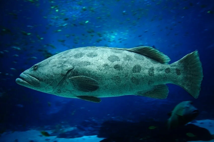 Isolated image of a Gag Grouper, displaying its mottled gray and brown coloration and elongated body, commonly found in the western Atlantic Ocean.