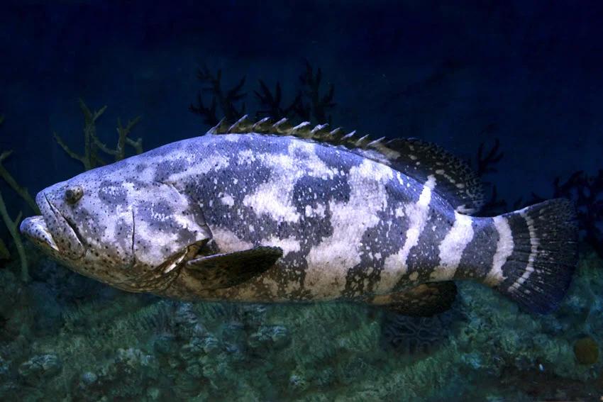 Close-up of a Goliath Grouper (Epinephelus itajara) in deep water, highlighting its massive size, thick lips, and mottled coloration typical of this Atlantic reef-dwelling giant.