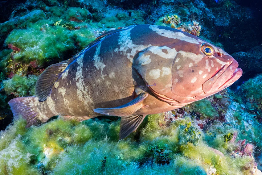 A Nassau Grouper having its gills cleaned by a Pederson cleaner shrimp on a coral reef in the Cayman Islands, highlighting the symbiotic relationship in a vibrant underwater ecosystem.