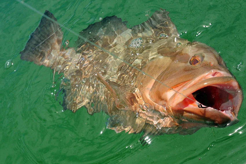 Red Grouper being hooked during a sport fishing trip in the Atlantic Ocean, captured at the moment of surfacing with the fishing line visible.