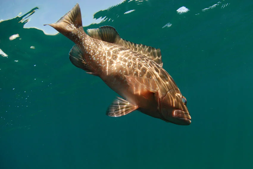 Red Grouper swimming in a clear ocean environment, showcasing its reddish-brown body and distinct fin patterns typical of reef habitats in the western Atlantic.