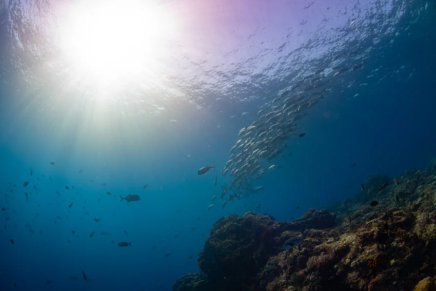 A stunning school of fish swimming gracefully underwater, creating a mesmerizing pattern in the clear blue ocean.