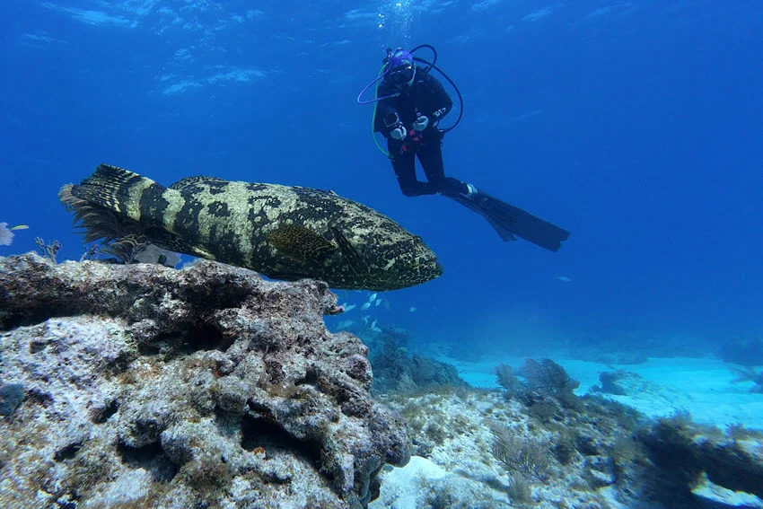 Grouper Season in Florida: Rules, Tips, and Best Times.