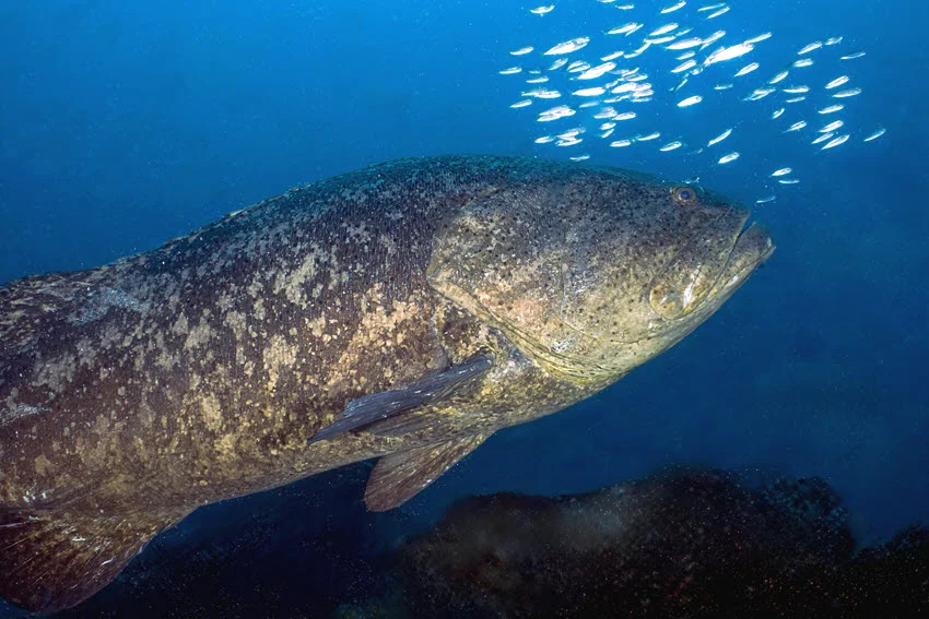 Large Goliath Grouper underwater with a school of baitfish above it in deep blue Florida reef habitat.