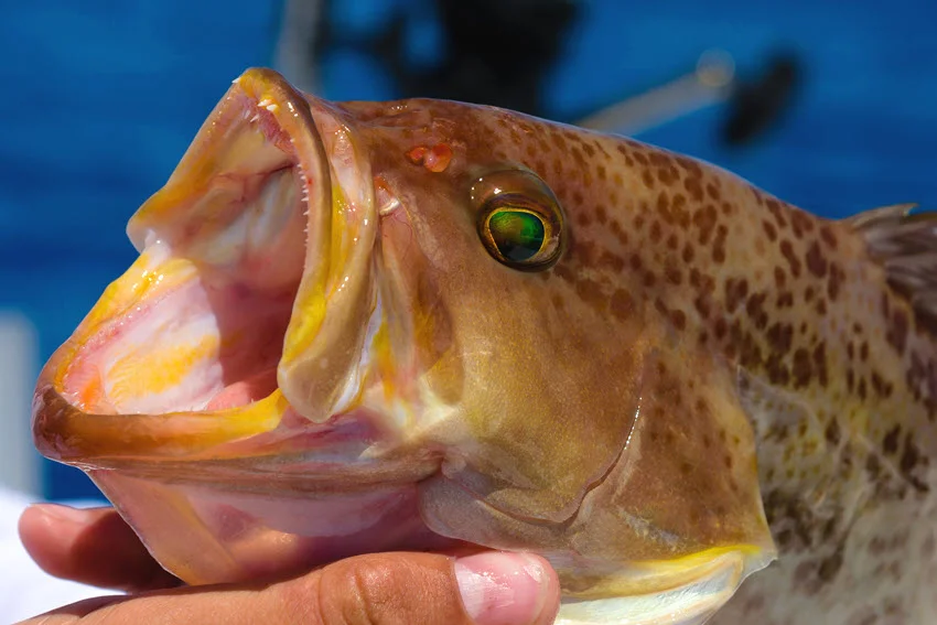 Close-up shot of a Scamp Grouper in an anglers hand, highlighting the fishs spotted pattern, open mouth, and bright eye.