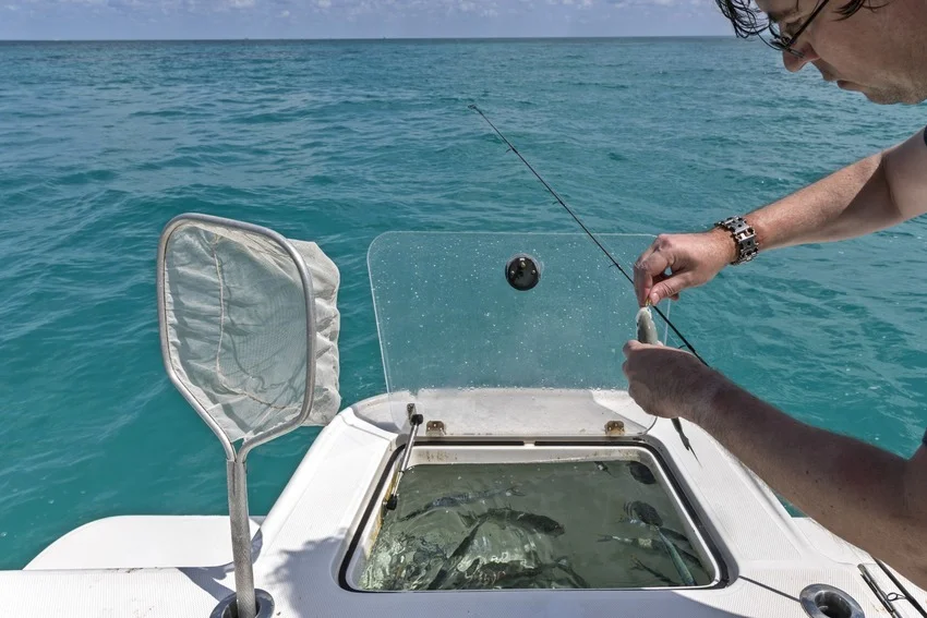 An angler baits a hook with a small fish beside an open livewell, with a landing net resting on the boat.