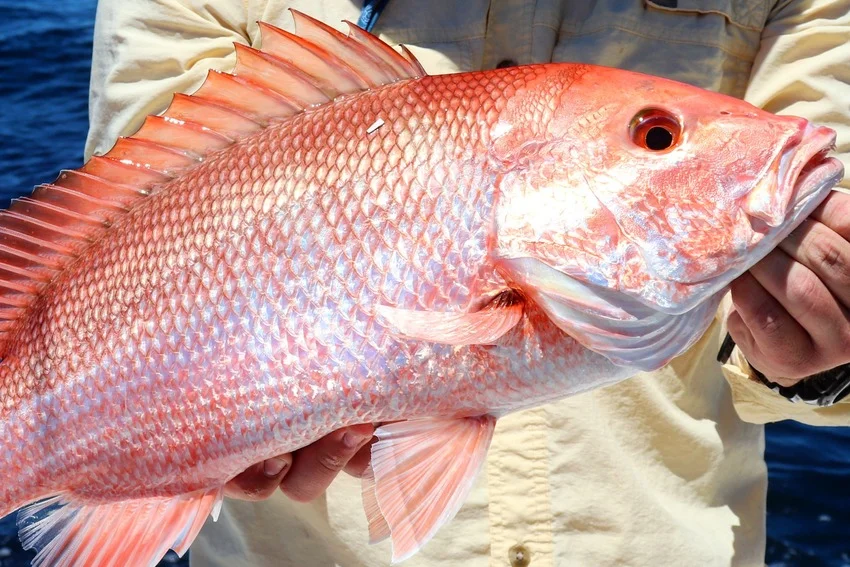 An angler holds a large Red Snapper aboard a boat, displaying its red scales, spiny dorsal fin, and powerful body.