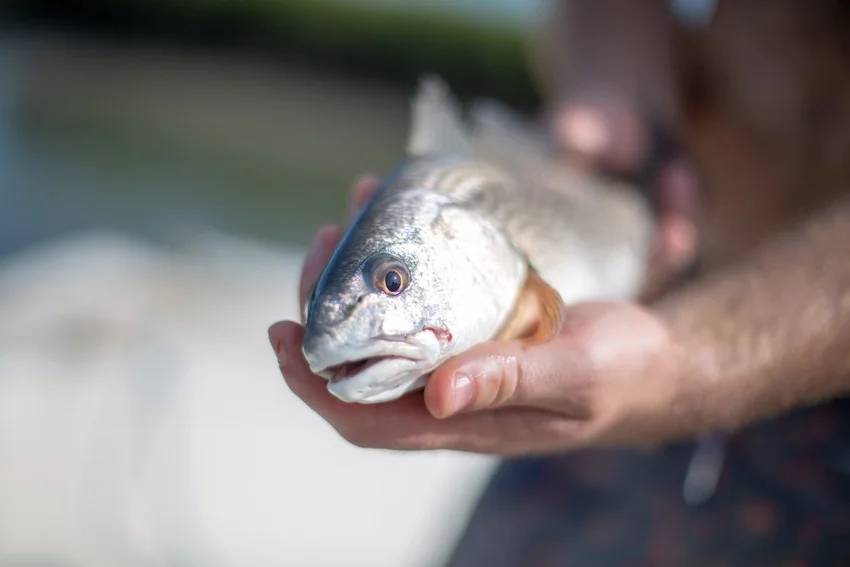 An angler holds a small Red Drum, with its silver scales, copper fins, and rounded head visible against a blurred background.