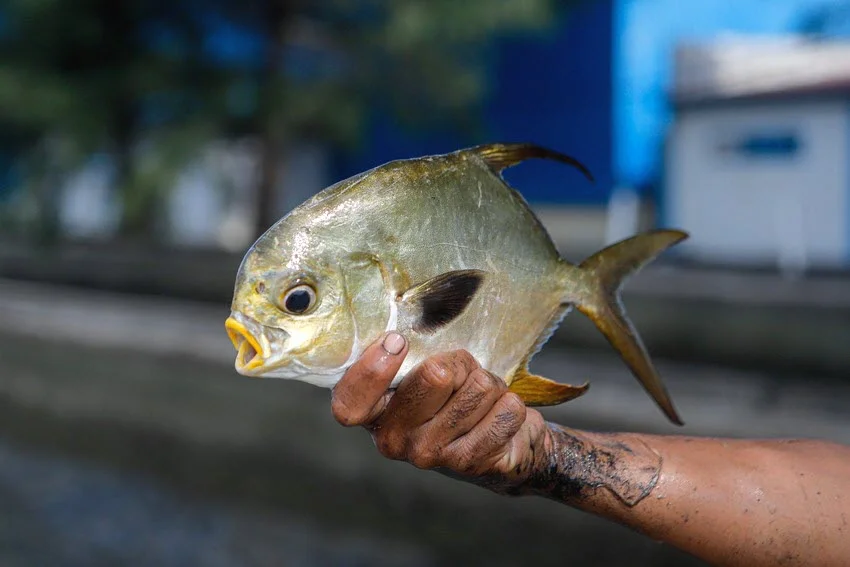 An angler's hand holds a Florida Pompano, clearly showing its deep silver body, forked tail, and dark pectoral fin.