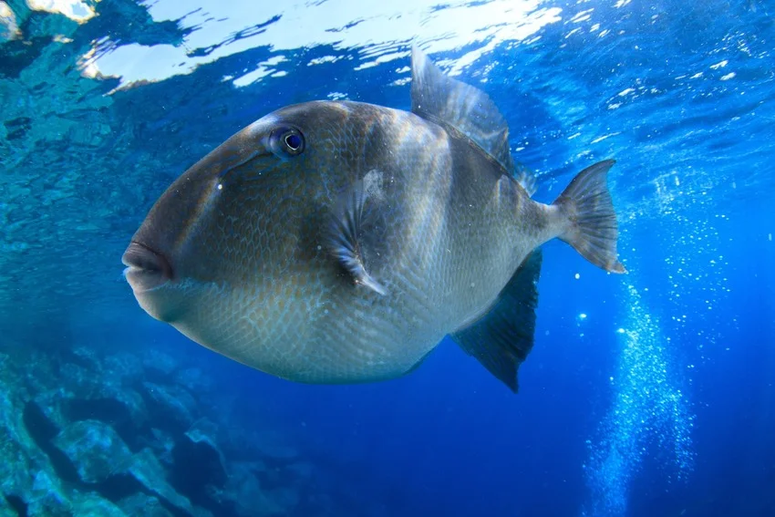A Gray Triggerfish swims near the water's surface, showing its deep oval body, gray scales, and subtle blue facial markings.