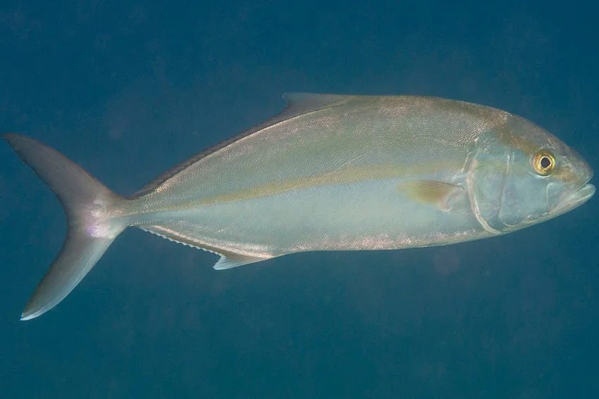 A Greater Amberjack swims through open blue water, displaying its streamlined silver body, dark eye stripe, and deeply forked tail.
