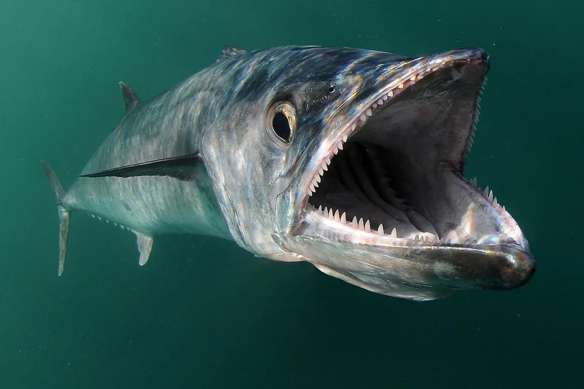 A King Mackerel swims toward the camera with its mouth open, revealing sharp teeth against dark green water.