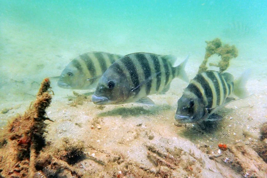Three Sheepshead swim above a sandy bottom, displaying the bold black vertical bars that distinguish this coastal species.