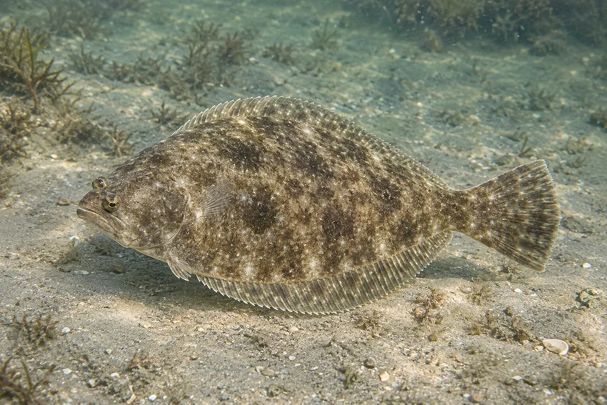 A Southern Flounder rests on a sandy seafloor, showing its mottled brown body, raised eyes, and wedge-shaped tail.