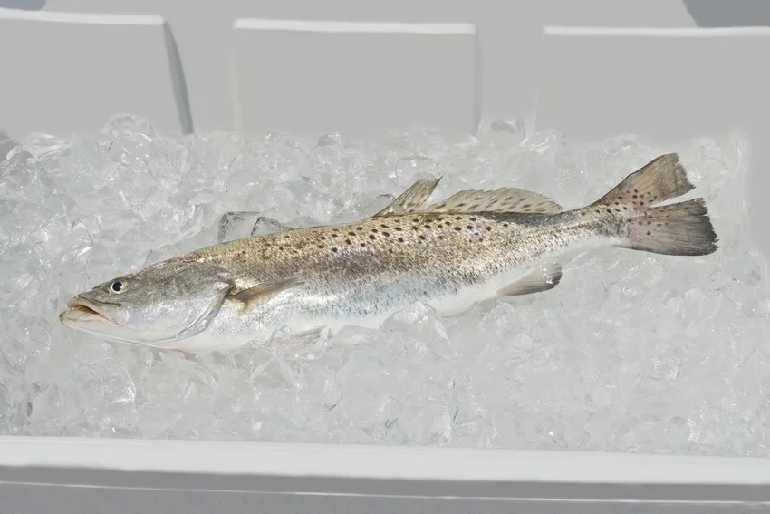 A freshly caught Spotted Seatrout rests on crushed ice, showing dark spots across its back, fins, and tail.