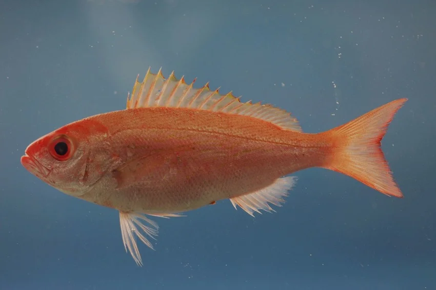 A Vermilion Snapper swims through Gulf of Mexico water, showing its red-orange body, forked tail, and yellow-edged dorsal fin.
