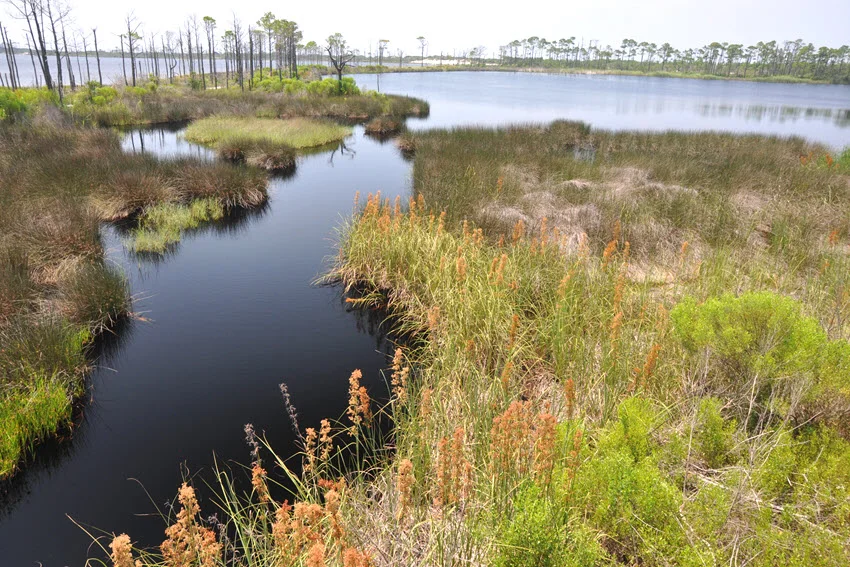 Panoramic view of Bon Secour National Wildlife Refuge with lush greenery and trees emerging from the water.