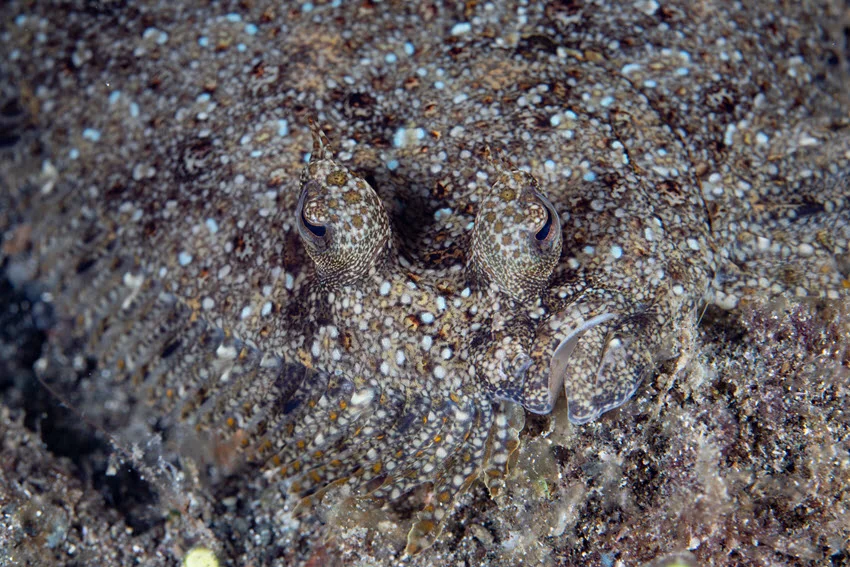 View of a barely visible camouflaged Flounder blending into the sandy ocean floor.