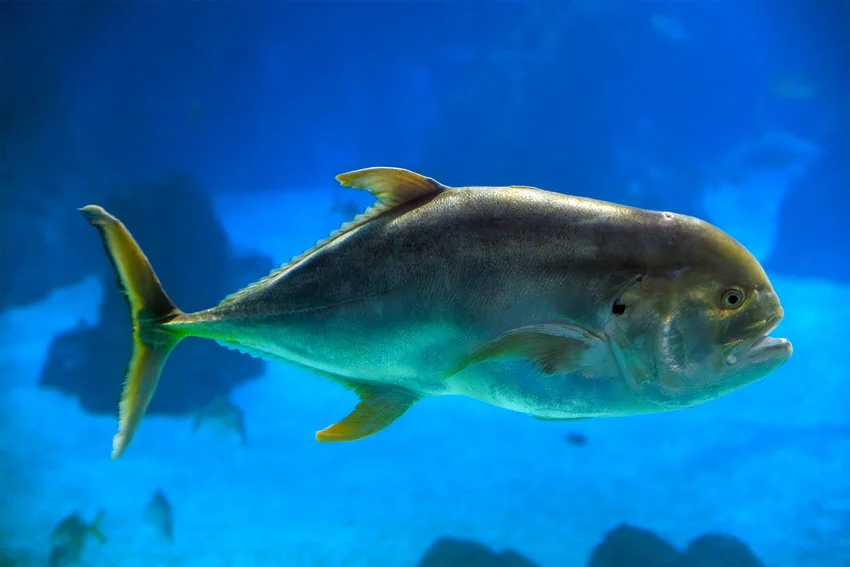 Jack Crevalle swimming in the ocean depths, displaying its silver body and bright yellow fins.