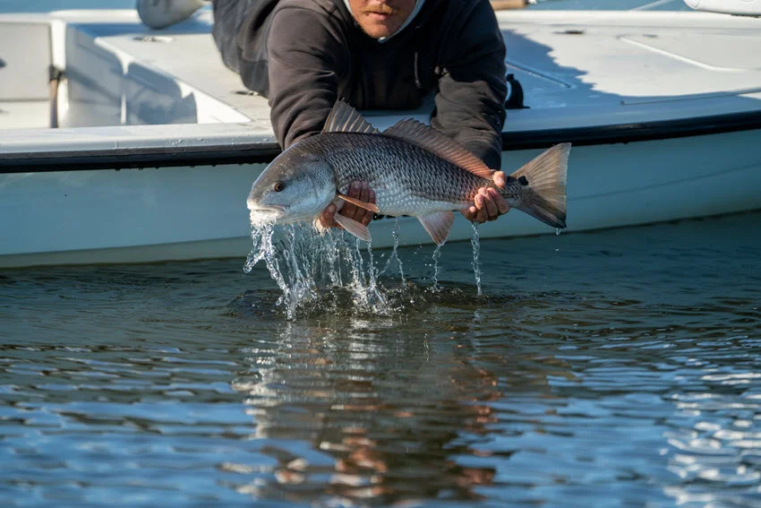 View of a Redfish in an angler’s hand held above the water over the side of a boat, with its reflection visible on the water and droplets falling from the fish.
