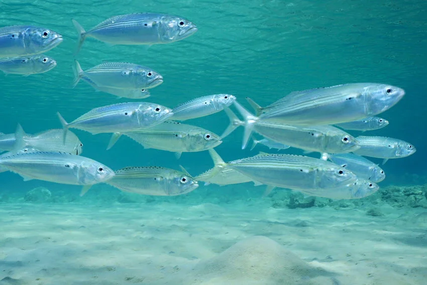 View of a school of Kingfish swimming in the shallows just below the water's surface.