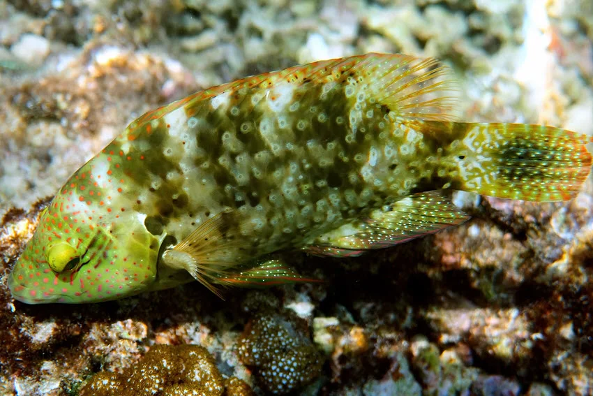 Close view of a Tripletail fish with a green body near the shoreline.