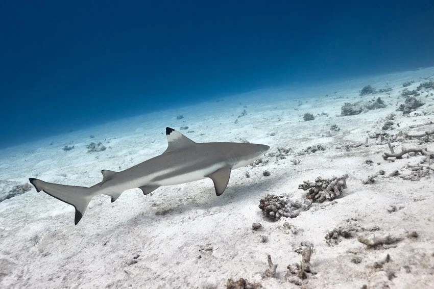 Blacktip Shark swimming low over the sandy ocean floor, its distinctive black-tipped fins clearly visible.