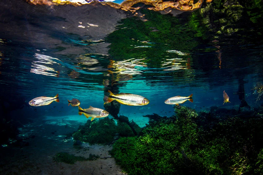 Scenic view of Bonito swimming underwater, close to the surface.