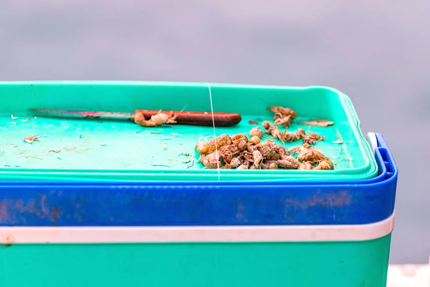 Live crustaceans and shrimps, often used in live bait fishing technique, placed on a plastic fish box.