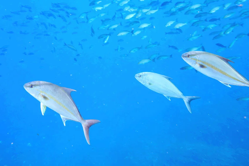 A school of powerful Greater Amberjack charging through a large group of Chicken Grunt, creating a burst of movement in the water.