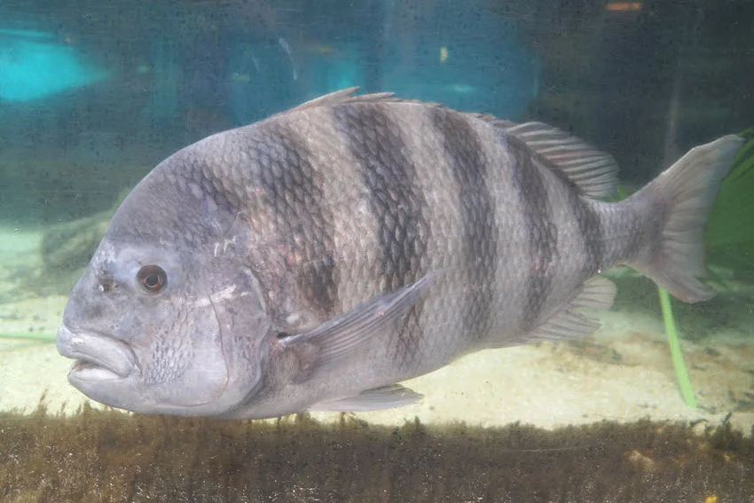 Close-up side view of a Sheepshead fish inside an aquarium, showing its distinctive black stripes and detailed scale pattern.
