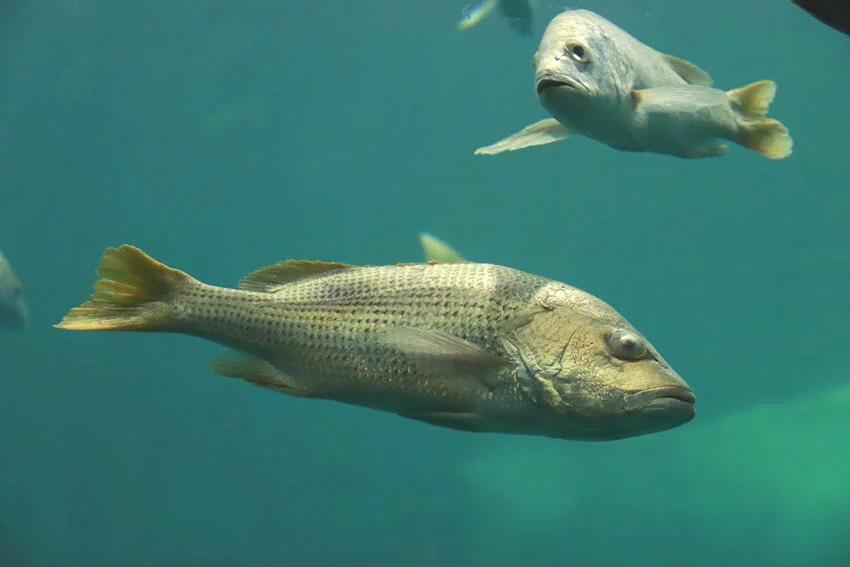 Two Mangrove Snappers swimming in an aquarium, displaying their streamlined bodies and reddish-brown coloring.