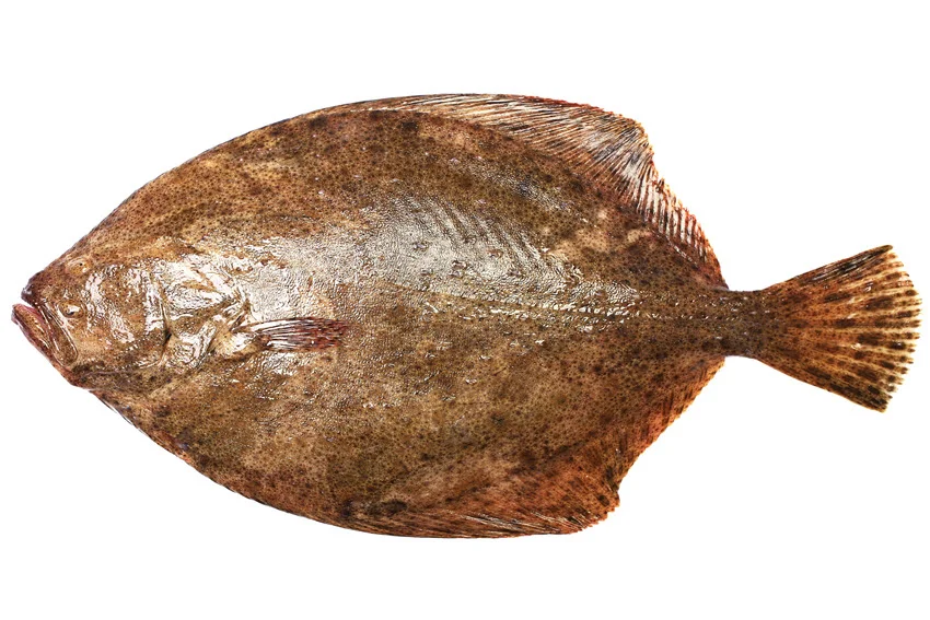 Brown flatfish on a white background, showing its broad flattened body, mottled skin, and fins extending along the upper and lower edges.