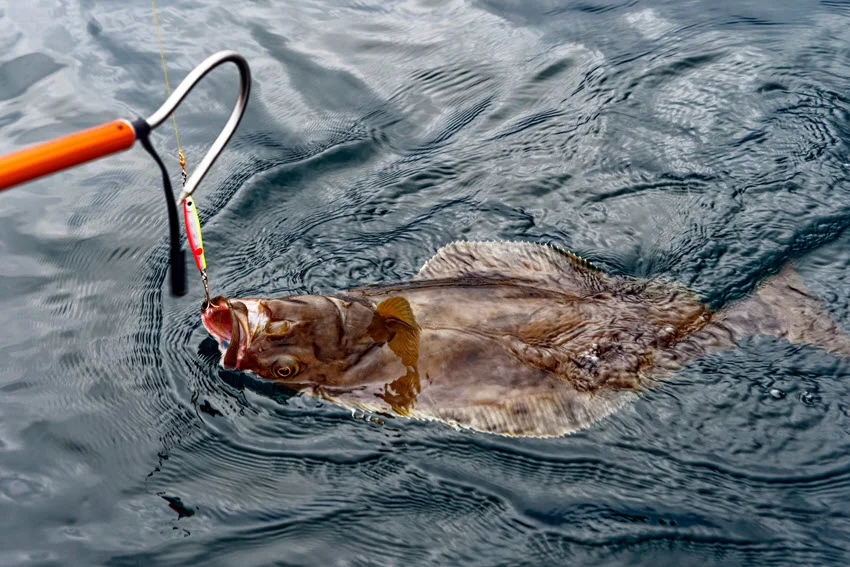 Halibut at the water's surface in northern Norway, with a colorful lure hooked in its mouth and a landing gaff nearby.