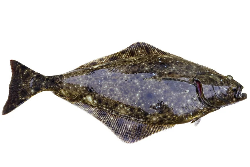 Pacific Halibut against a white background, showing its mottled dark upper side, flattened body, long dorsal and anal fins, and broad tail.