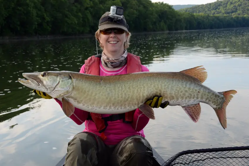 A smiling angler holds a large Muskie horizontally while seated in a boat on a calm, tree-lined freshwater lake.