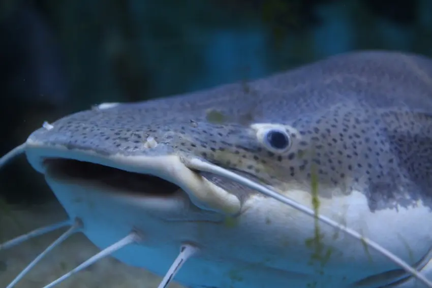 Blue Catfish swimming underwater, showing its broad head, long barbels, smooth blue-gray skin, and distinctive forked tail.