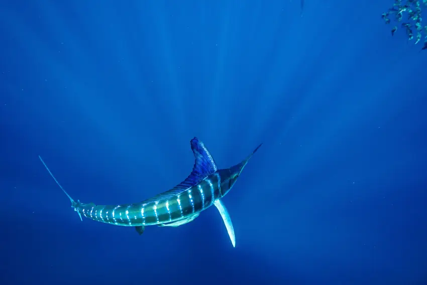 Blue Marlin swimming during a sardine run at Magdalena Bay, showcasing its elongated body, distinctive dorsal fin, and powerful movement through the schooling fish.