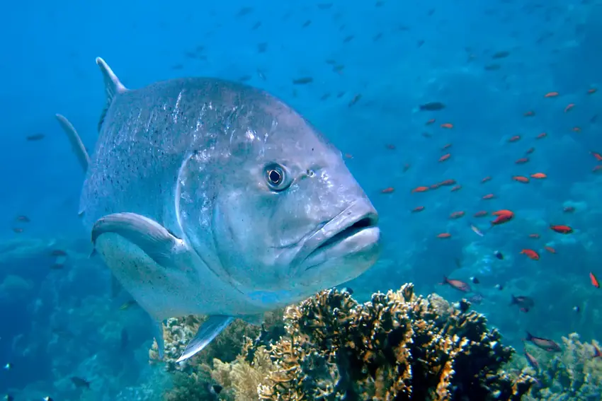 Giant Trevally swimming above a coral reef, showing its robust silver body and dark fins in clear tropical water.