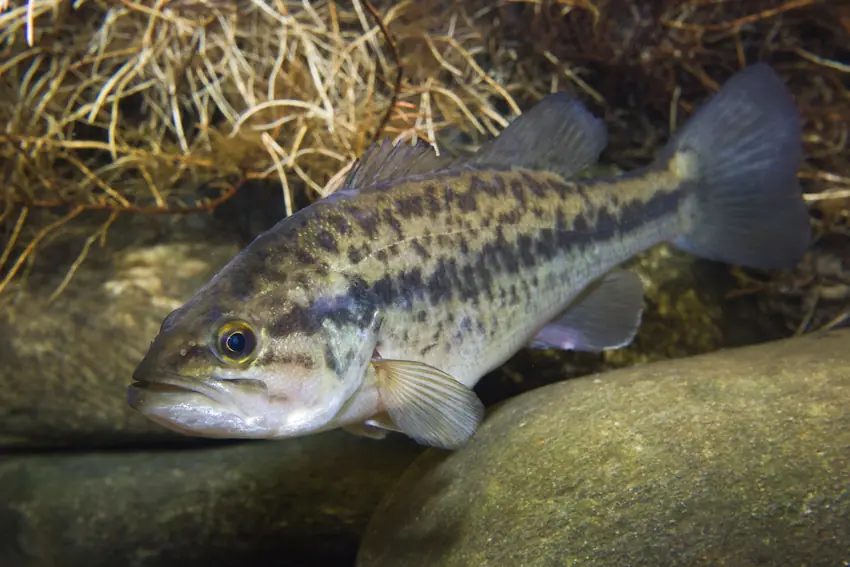 Underwater view of a Largemouth Bass swimming near rocks, showing its green body, dark lateral stripe, and broad mouth.